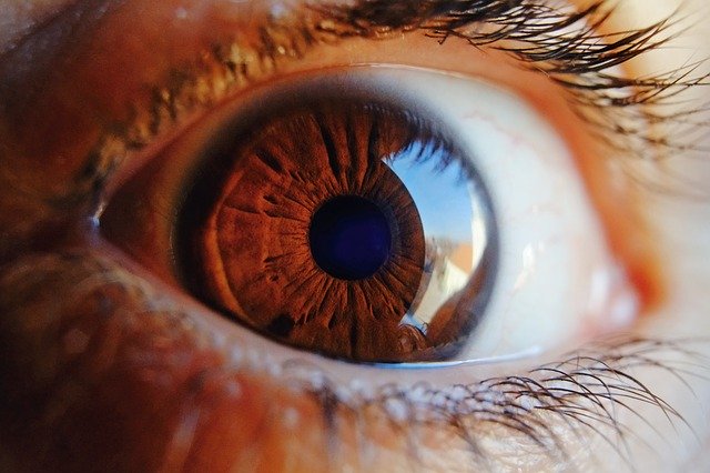 lidské oko